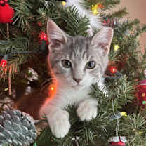 Thumbnail photo of Latte #1