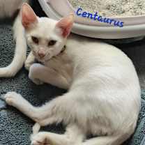 Thumbnail photo of Centaurus Oritz 2409 #3