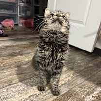 Thumbnail photo of Charlie 2 #3