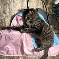 Thumbnail photo of Charlie 2 #4