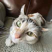 Thumbnail photo of Angelica #2