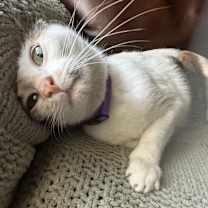 Thumbnail photo of Angelica #4