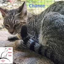 Thumbnail photo of Chance #3