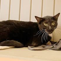 Thumbnail photo of Shakky #4