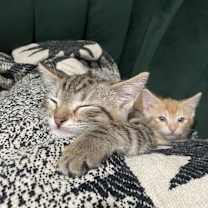 Thumbnail photo of Calvin #3