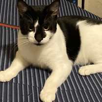 Thumbnail photo of Whisp #1