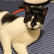 Thumbnail photo of Whisp #3