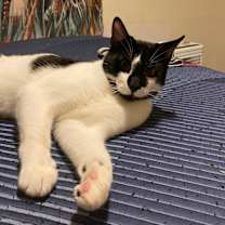 Thumbnail photo of Whisp #4