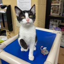 Thumbnail photo of Quatre #4