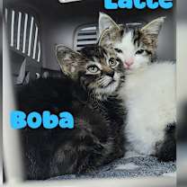 Thumbnail photo of Latte #1