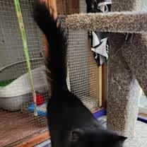 Thumbnail photo of It's OK Silky #3