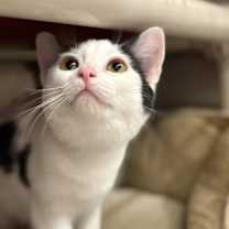 Thumbnail photo of Smudge #2