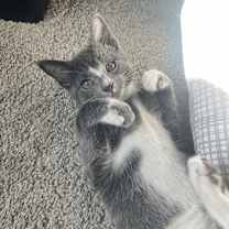 Thumbnail photo of Mochi Mochi #4