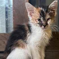 Thumbnail photo of Smidgen #2