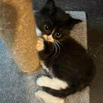 Thumbnail photo of Darter #2