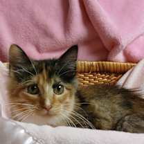 Thumbnail photo of Labubu Dolls (LABUBU) #1