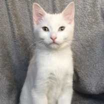 Thumbnail photo of Angel #3