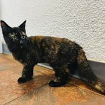 Thumbnail photo of Azura #1