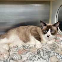 Thumbnail photo of Traddie #3