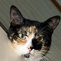 Thumbnail photo of Lizetti #1