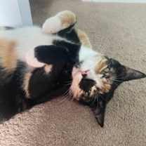 Thumbnail photo of Lizetti #2