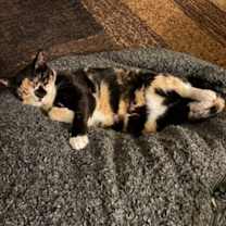 Thumbnail photo of Lizetti #3