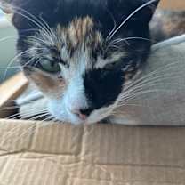 Thumbnail photo of Lizetti #4