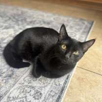 Thumbnail photo of Reese #3