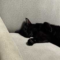 Thumbnail photo of Reese #2