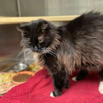 Thumbnail photo of Cynthia #2