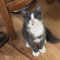 Thumbnail photo of Princess Abigale Ash White Socks #1