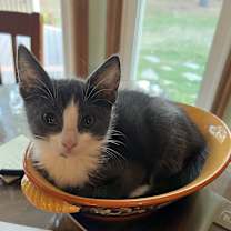 Thumbnail photo of Princess Abigale Ash White Socks #3