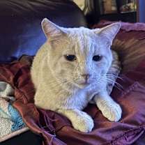 Thumbnail photo of Peanut #2