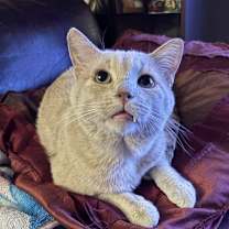 Thumbnail photo of Peanut #3