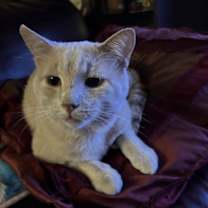 Thumbnail photo of Peanut #4