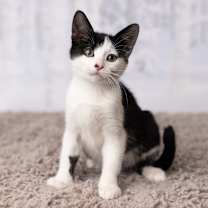 Thumbnail photo of Princess Akemi #1