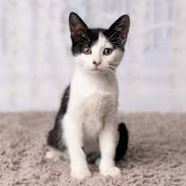 Thumbnail photo of Princess Akemi #2