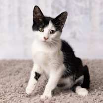 Thumbnail photo of Princess Akemi #3