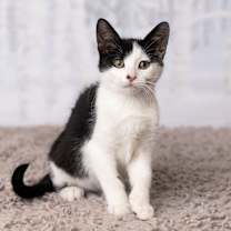 Thumbnail photo of Princess Akemi #4