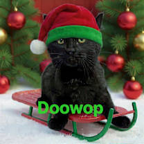 Thumbnail photo of Doowop #1