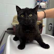 Thumbnail photo of Doowop #2