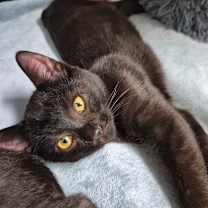 Thumbnail photo of Bounty #2