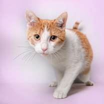 Thumbnail photo of Solie #1