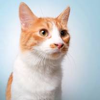 Thumbnail photo of Cameo #1