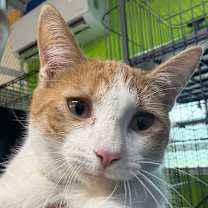 Thumbnail photo of Solie #3