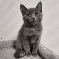 Thumbnail photo of Whiskers #1