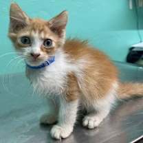 Thumbnail photo of Cameo #3