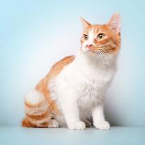 Thumbnail photo of Cameo #4