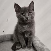 Thumbnail photo of Whiskers #2