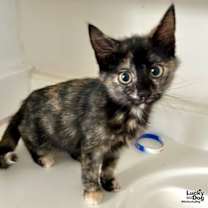 Thumbnail photo of Victoria's Secret #1